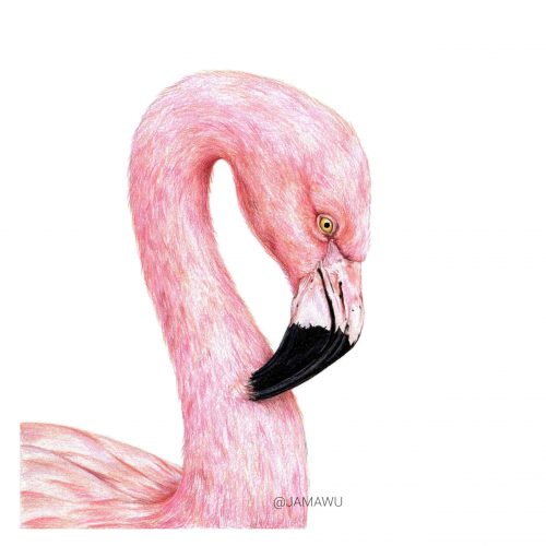035_Flamingo