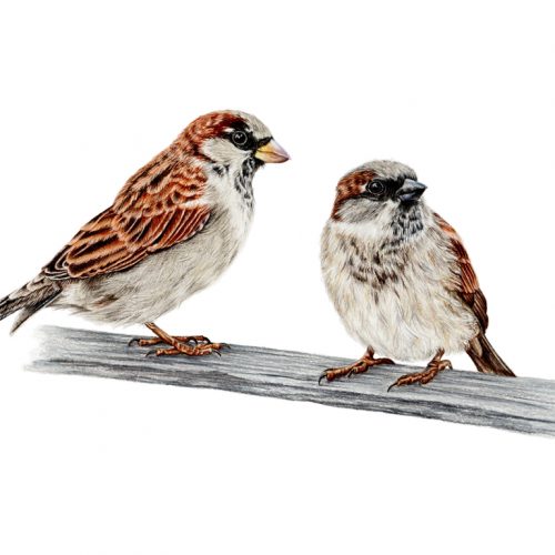 SPARROWS DRAWING